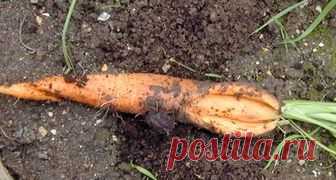 Почему трескаются и даже разворачиваются корнеплоды моркови? 

Морковь стала трескаться, а некоторые корнеплоды даже разворачиваются. Почему? 

 - вопросы и ответы на Всаду.ру