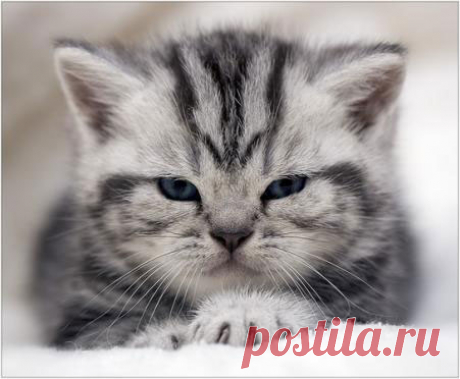 Как делать схемы для вышивки в программе PhotoShop