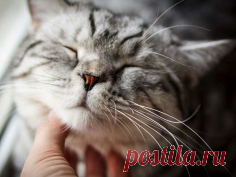 Исцеляющая сила кошачьего мурчания Коты и кошки приносят в дом уют, и их присутствие в доме приносит хозяевам позитивные эмоции. Коты с радостью делятся своей энергетикой, и их мурчание — это не только способ передать благодарность, но и исцеляющая сила.
