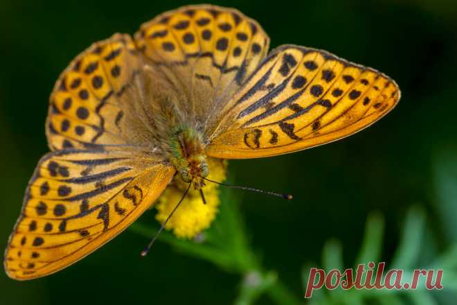 Hair Colour - _TNY_1985 (In Explore 24/10 2017) This silver-washed fritillary (Argynnis paphia), sitting on a tansy (Tanacetum vulgare) was extremely cool with me taking its portrait from every angle possible.  The way the hair on its body shimmers in green and orange makes me think of punk rockers dying their mohawks.