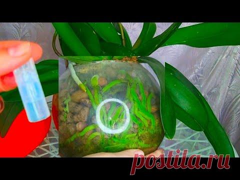 ПОЛЕЙ ТАК! И корни ОРХИДЕИ попрут ЩЕТКОЙ - YouTube