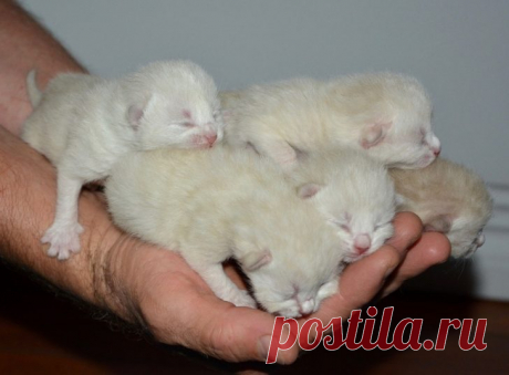Сразу после родов кошка сбежала от котят, вернулась с сюрпризом