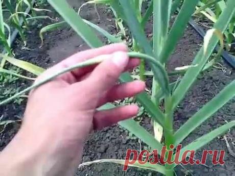 Когда выламывать чесночные стрелки? Есть один верный признак! | Дачные записки | Яндекс Дзен