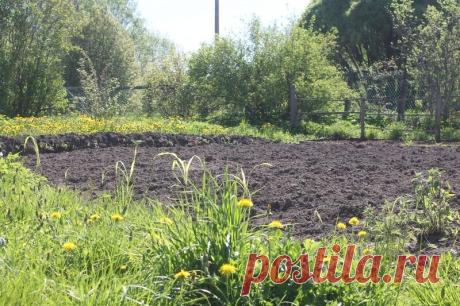 Холодник, он же свекольник. Наша самая верная и правильная версия) | Деревенские записки | Дзен