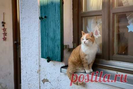 Британский король запретил подданным жить с кошками. Король Великобритании Карл III запрещает арендаторам домов около Сандрингемского дворца жить с кошками. Ограничения могли ввести из-за опасений, что коты будут охотиться на придворных птиц. По другой версии, королева, известная своей преданностью к собакам породы корги, якобы страдала от аллергии на кошек.