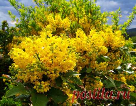 Вечнозеленая, ароматная, съедобная. Что это? | ЗЕЛЕНЫЙ МИР С ЕЛЕНОЙ | Яндекс Дзен