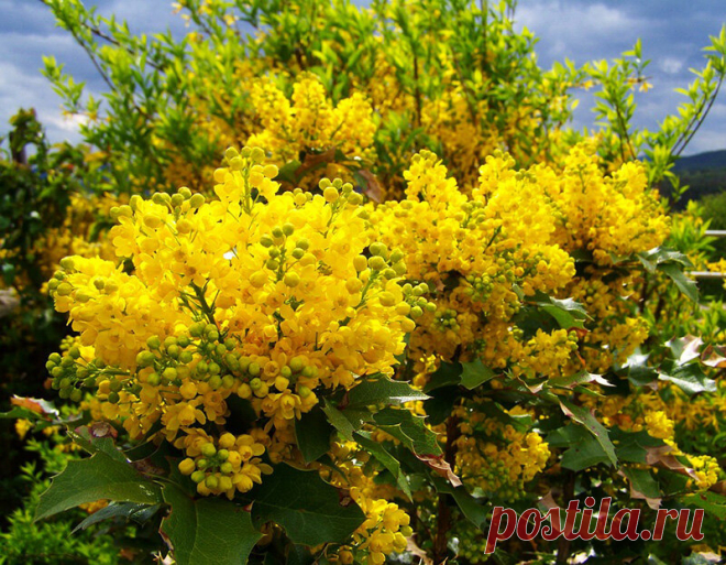 Вечнозеленая, ароматная, съедобная. Что это? | ЗЕЛЕНЫЙ МИР С ЕЛЕНОЙ | Яндекс Дзен