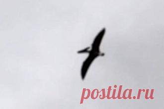 Птеродактиль в небе Айдахо попал на видео - свежие новости Украины и мира