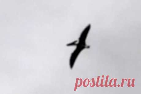 Птеродактиль в небе Айдахо попал на видео - свежие новости Украины и мира