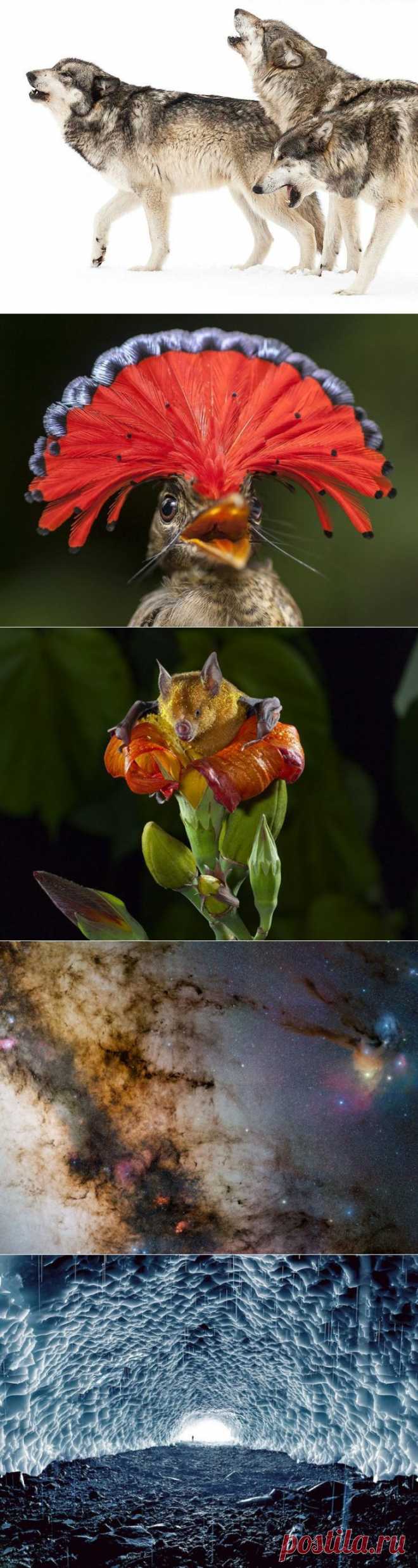 National Geographic: лучшие снимки / Всё самое лучшее из интернета