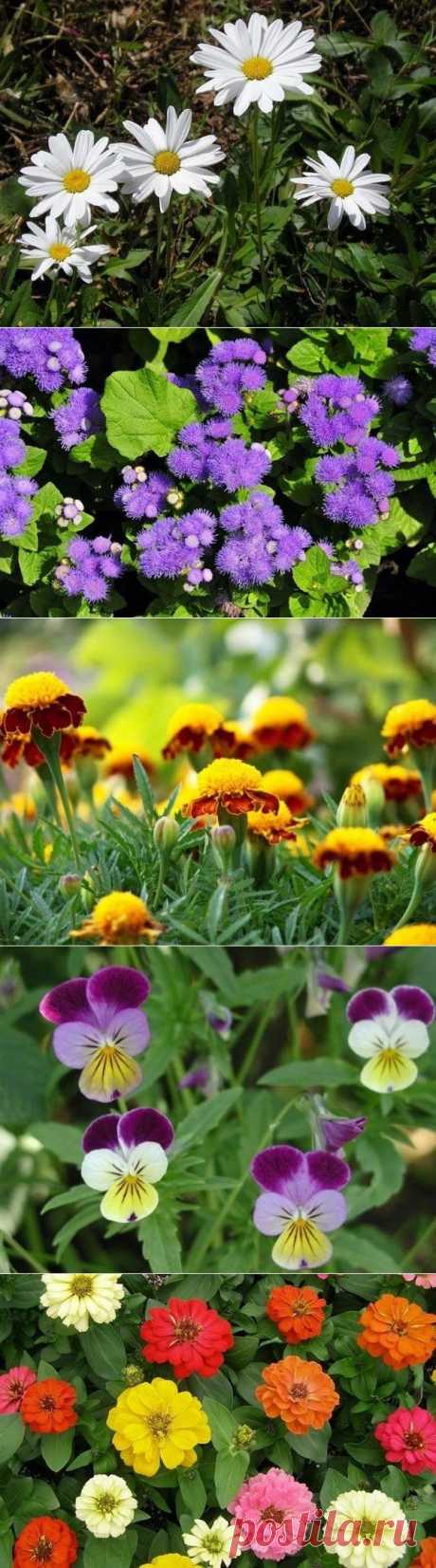 Сроки посадки цветочной рассады

Сроки посадки цветочной рассады зависят от местности, устойчивости растений к холодам и утренникам, а также от степени закалённости рассады.