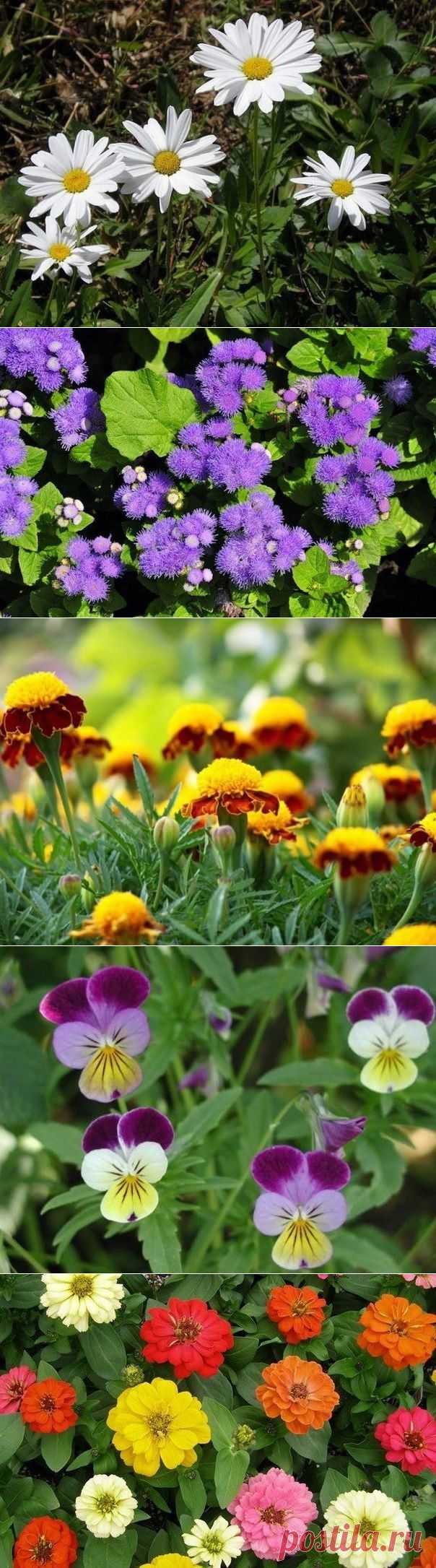 Сроки посадки цветочной рассады

Сроки посадки цветочной рассады зависят от местности, устойчивости растений к холодам и утренникам, а также от степени закалённости рассады.