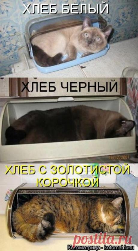 Четыре сыночка (котоматрица)