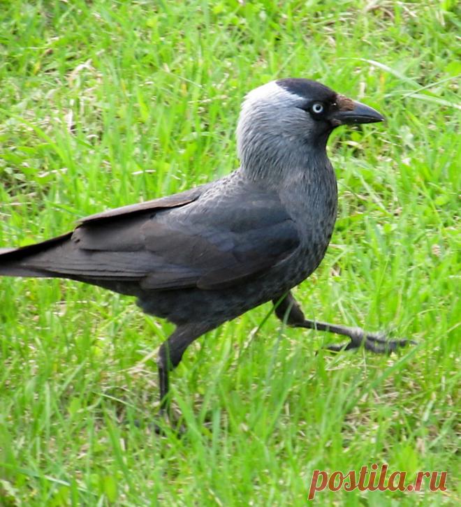 Ать-два левой
галки