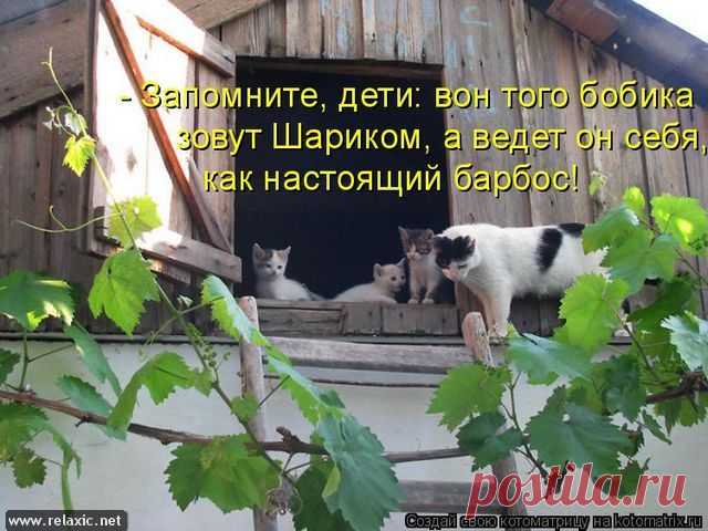 Юмор, позитифффчик на сон грядущий / Болталка / Юмор