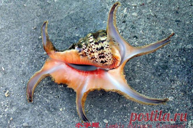 Существа из глубин океана