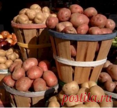 Картофель в народной медицине.