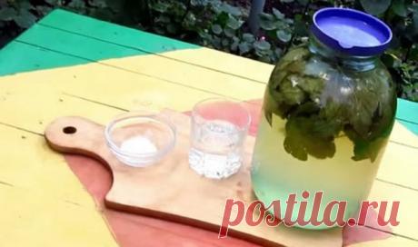 Домашнє "шампанське" з листя чорної смородини! Сусіди будуть випрошувати у вас цей рецепт | liga-news.