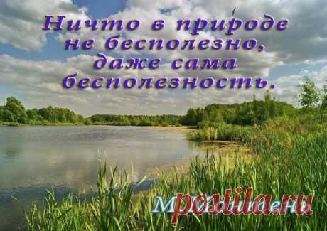 Афоризм о красоте природе - Афоризмы о природе. Высказывания и цитаты о природе