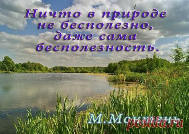 Афоризм о красоте природе - Афоризмы о природе. Высказывания и цитаты о природе