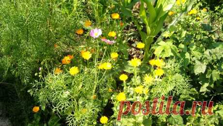 полевые цветы фото - Поиск в Google