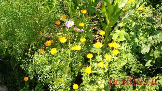 полевые цветы фото - Поиск в Google