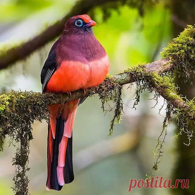 Follow @dailybirdshow for awesome birds ❤️ 
Wards Trogon by @udaya_kumar_b
.
.
#your_best_birds #bestbirdshots #best_birds_of_world #bird_brilliance #nfnl #elite_worldwide_birds #birds_adored #bird_captures #ip_birds #birdsofinstagram  #nuts_about_birds #bns_birds #birds_illife #best_birds_of_ig #marvelouz_animals #bb_of_ig #macro_turkey #feather_perfection #planetbirds #world_mastershotz_nature  #allnatureshots #amazingphotohunter #master_shots #exclusive_wildlife #nature...