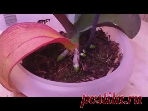 Полив орхидей для начинающих. Жизнь автора.