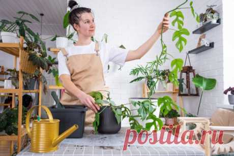 Озеленение стен без вреда для ремонта — варианты для лазящих культур — Ботаничка