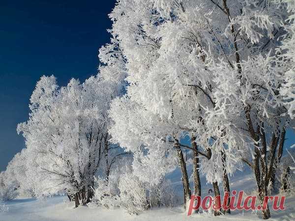 27 января — Нина – обряды скотины | Астрору