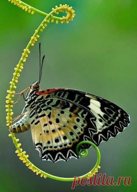 Butterfly mother nature moments - Beautiful Mother Nature