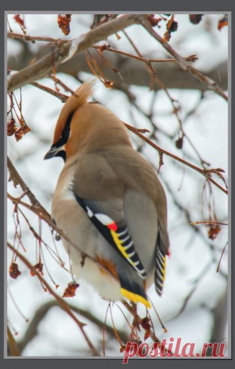 Птицы;)) — Фотоискусство