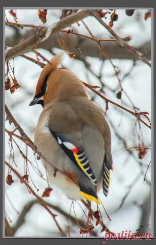 Птицы;)) — Фотоискусство