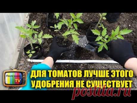 ДЛЯ ТОМАТОВ ЛУЧШЕ ЭТОГО УДОБРЕНИЯ НЕ СУЩЕСТВУЕТ! ВНЕСИТЕ ЕГО ПРИ ПОСАДКЕ