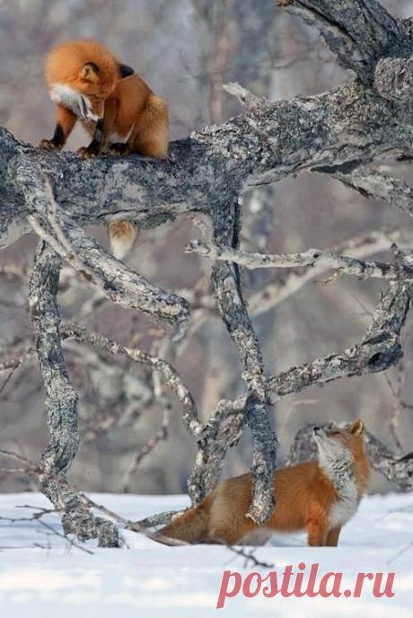 Живая природа