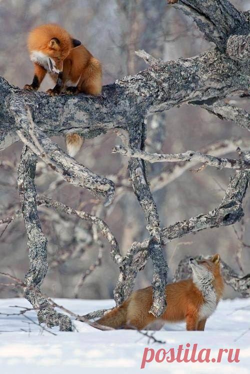 Живая природа