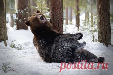 Косолапый. Фотограф Светлана Писарева
