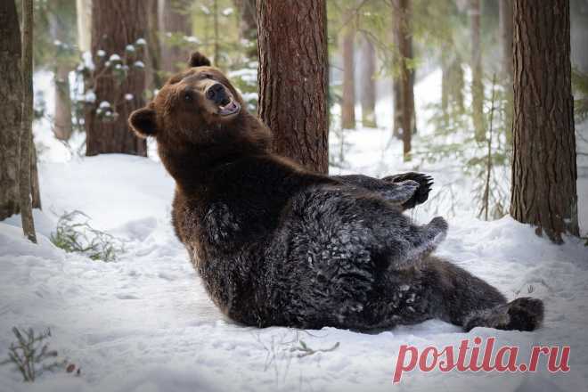 Косолапый. Фотограф Светлана Писарева