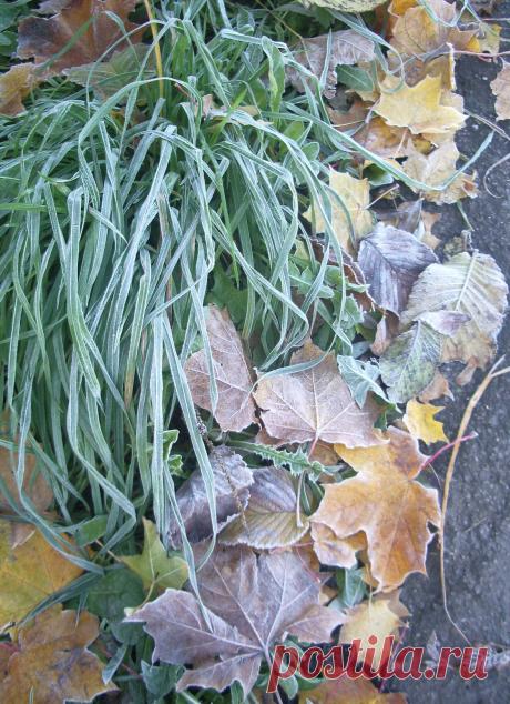 Первые заморозки