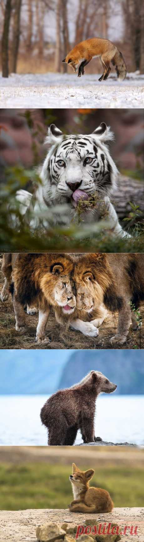 Самые яркие фото октября от National Geographic — Наука и жизнь