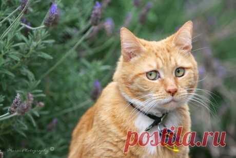 Грустный котик