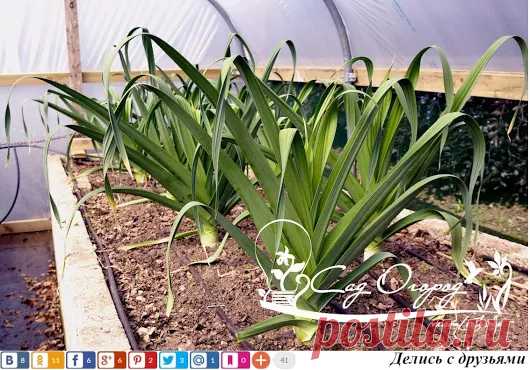 Как вырастить лук-порей на своей грядке Лук-порей, или лук жемчужный – древн...