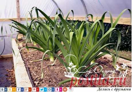 Как вырастить лук-порей на своей грядке Лук-порей, или лук жемчужный – древн...