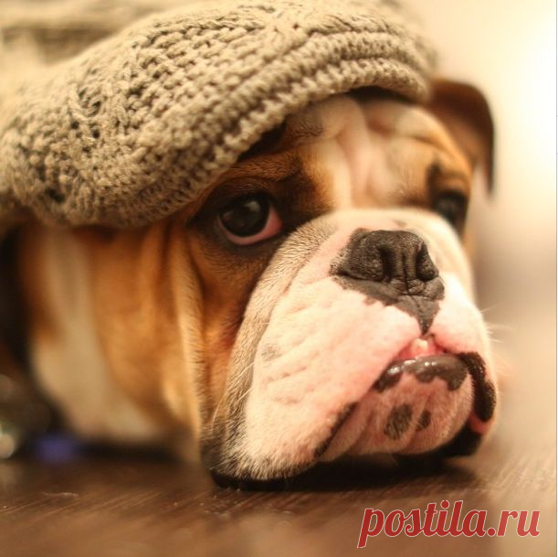 sirduke_bulldog