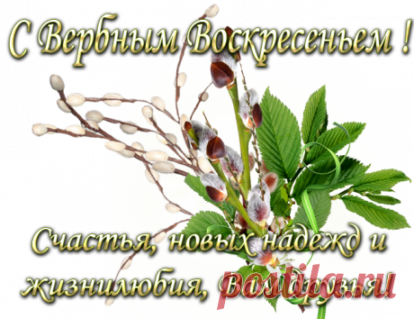Плейкаст «*** С Вербным Воскресеньем ! Счастья , новых надежд и жизнилюбия ,Вам друзья ***»