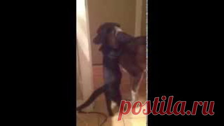 Они - наше огромное достояние и счастье. Беречь их как зеницу ока и бороться за жизнь их бездомных собратьев.