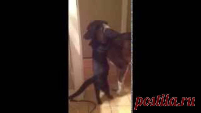 Они - наше огромное достояние и счастье. Беречь их как зеницу ока и бороться за жизнь их бездомных собратьев.