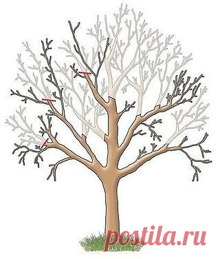 ОБРЕЗКА САДОВЫХ ДЕРЕВЬЕВ.