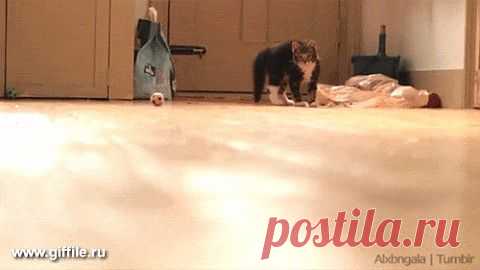 Дрифтующие коты | ОБОРЖАКА ;)