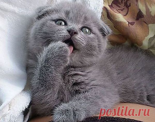 кошки